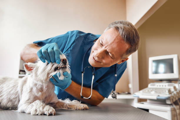 Best Emergency Care for Gum Disease in Knoxville, IA